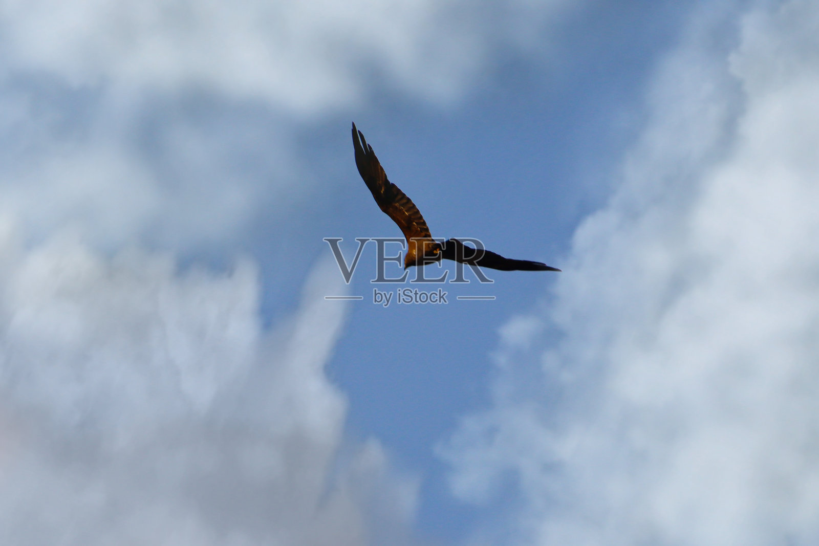 鹰在天空飞翔，云围绕着她照片摄影图片