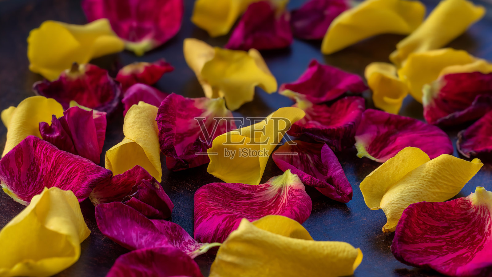 明亮的玫瑰花瓣背景。花瓣颜色有酒红色和明黄色，选择性聚焦，低调照片摄影图片