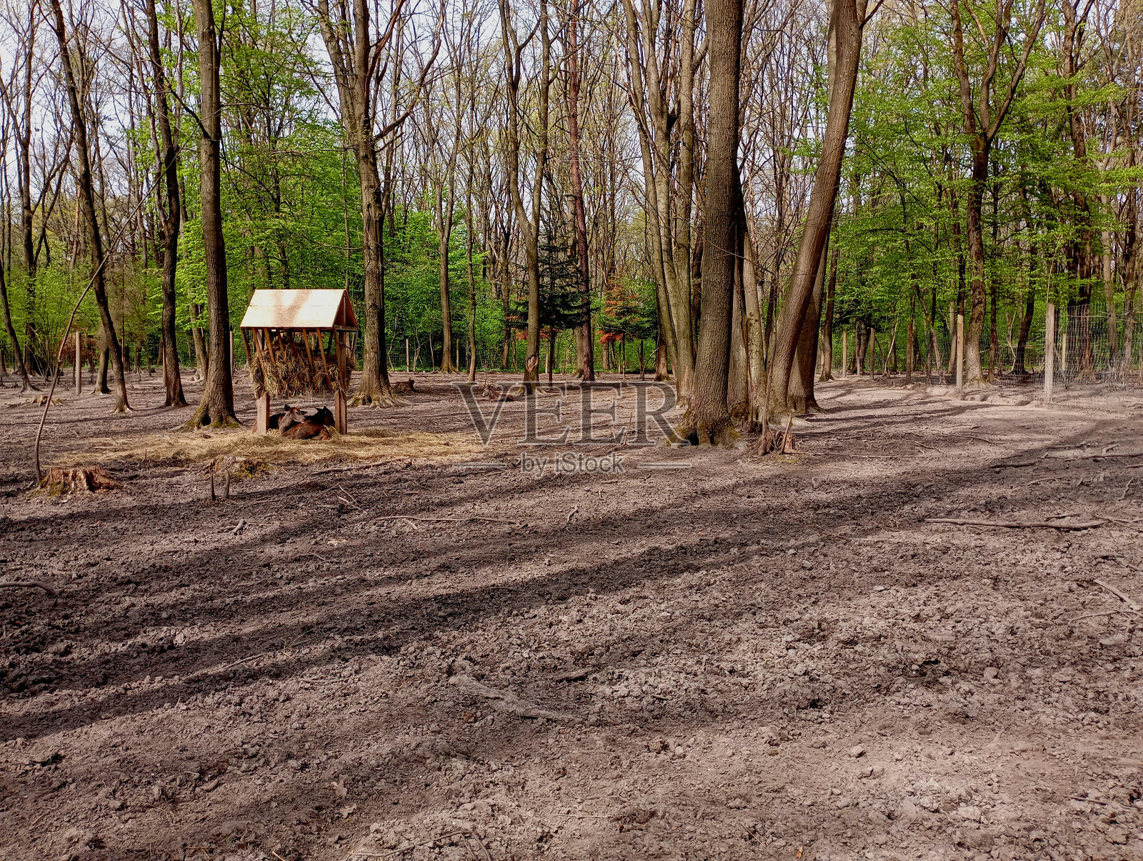 森林里，两只小鹿躺在装满干草的喂食器下面。主题是野生动物和在接近自然的条件下获得它。森林里美丽的风景和休息的鹿。照片摄影图片