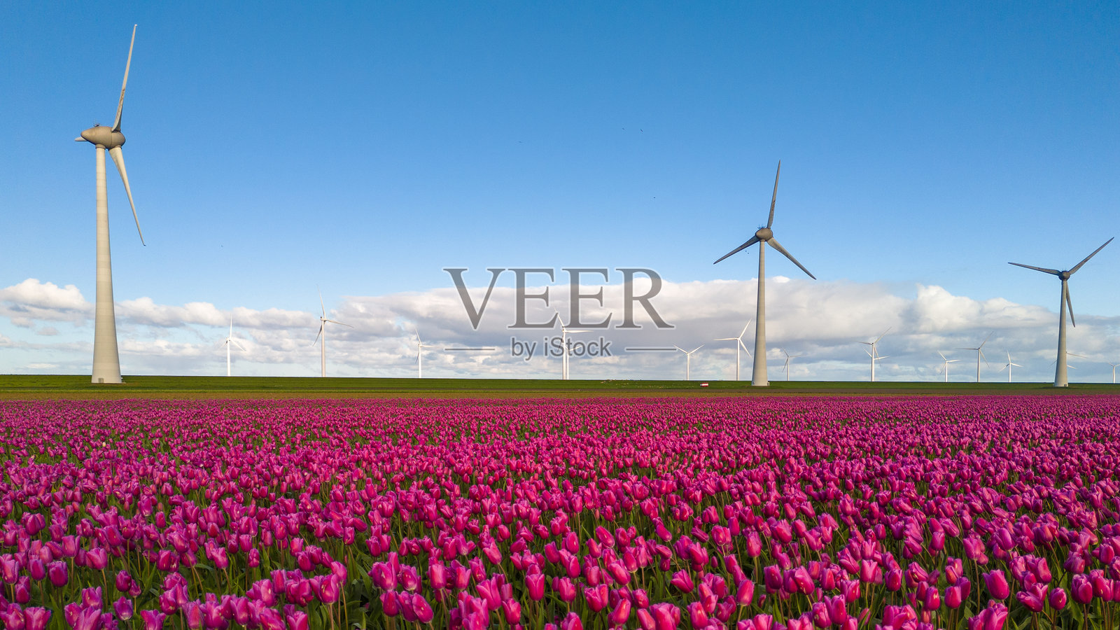 一片充满活力的田野，紫色的花朵在风中摇曳，旁边是雄伟的风车涡轮机，创造了一个自然与技术和谐融合的风景如画的场景照片摄影图片