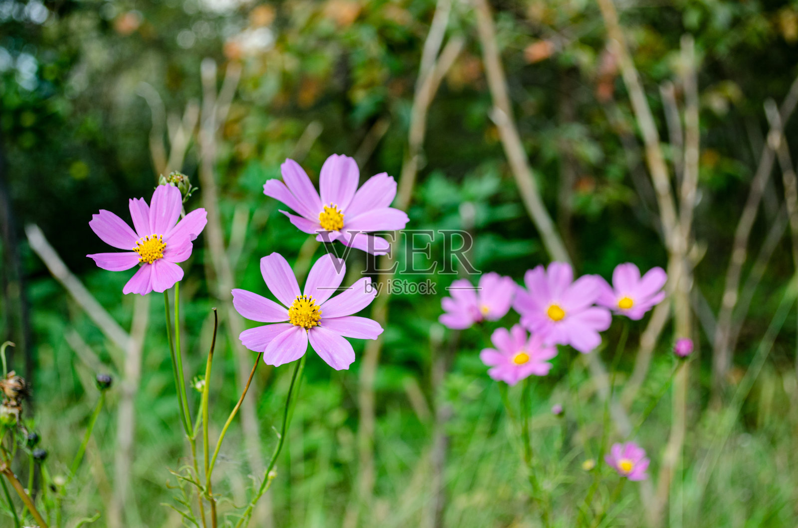 是菊科一年生和多年生草本植物的一个属。紫叶花照片摄影图片