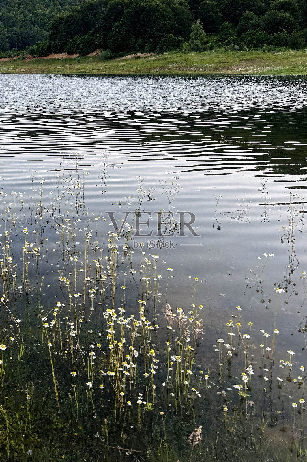 被草和树包围的水体照片摄影图片