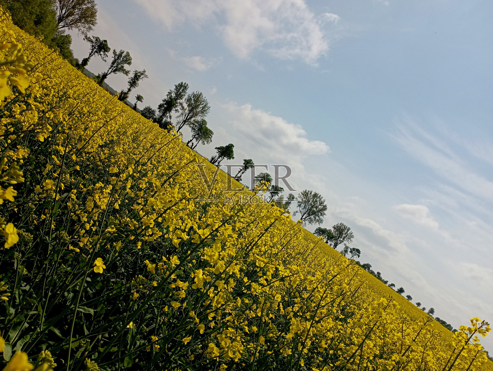单棵树的地平线将油菜地和蔚蓝的春天的天空对角线分开。地平线将照片对角线分开。照片摄影图片
