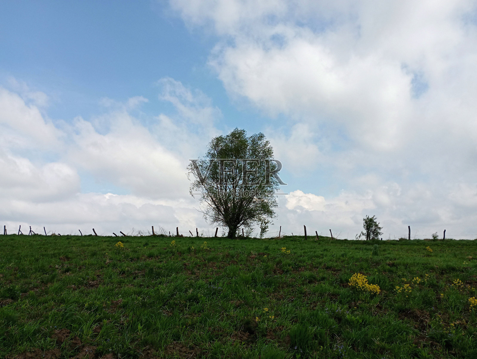 在地平线上，你可以看到一棵树的剪影，它与由柱子和伸展的电线组成的旧栅栏排成一行。照片摄影图片