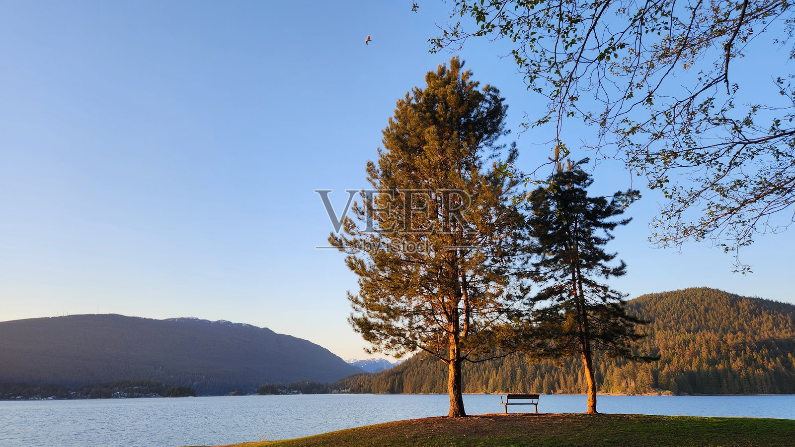 公园长椅在两棵松树之间，背景是海洋入口和山景照片摄影图片