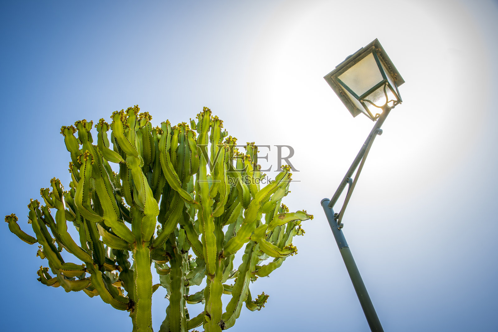 一盏路灯和仙人掌的抽象低角度视图照片摄影图片