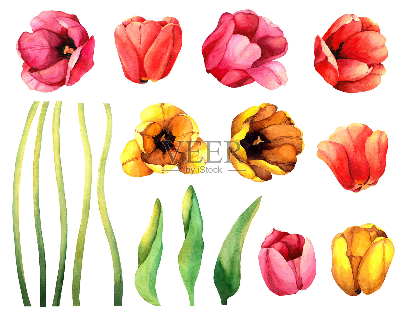 一套水彩郁金香花元素。春季植物插图图案，框架或贺卡。黄色，红色和橙色盛开的郁金香与花叶在孤立的白色背景。插画图片素材