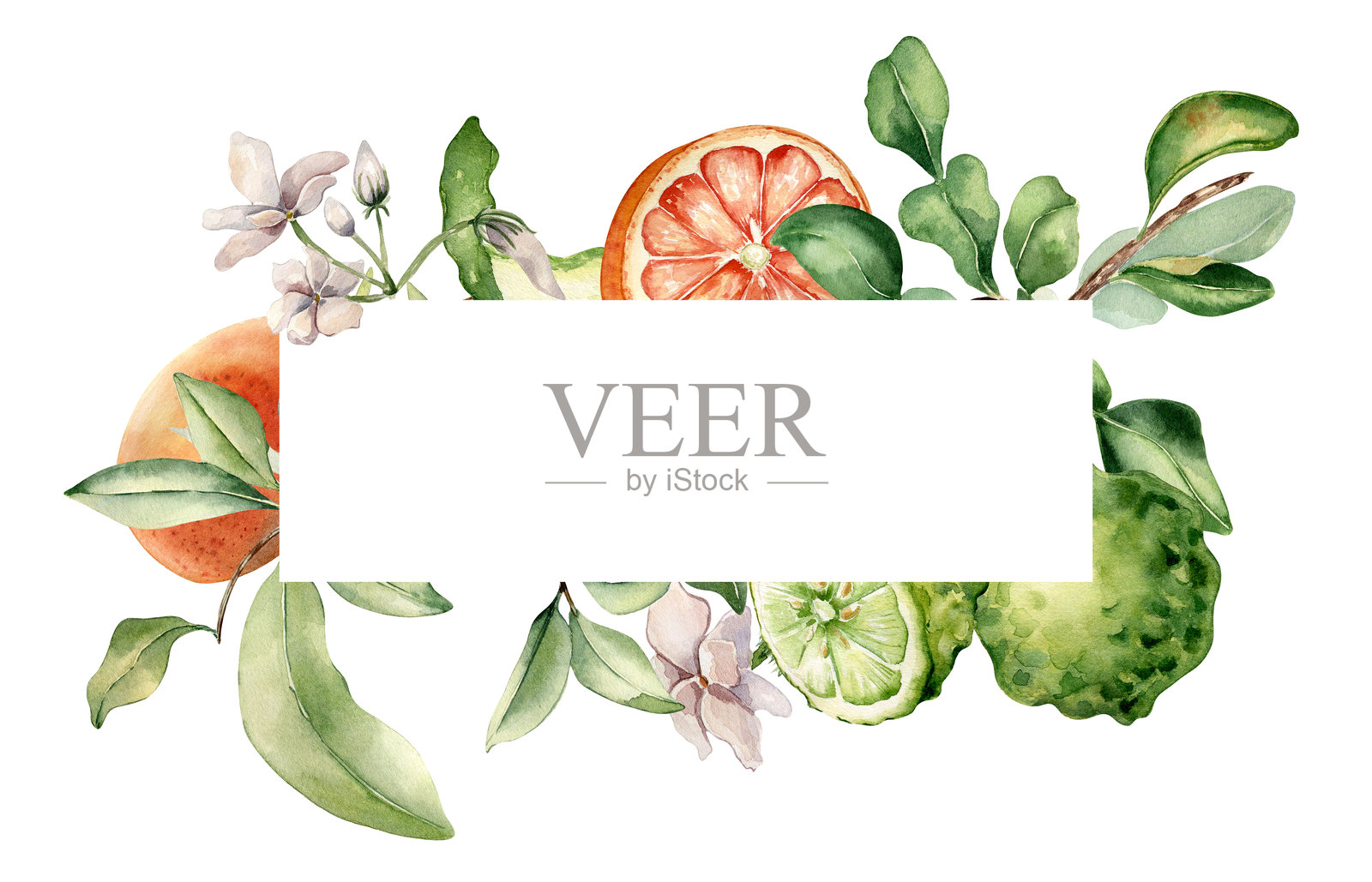 框架与各种柑橘水果和树叶水彩插图孤立。佛手柑枝。手绘柚子和茉莉花植物素描风格的香气产品，包装化妆品插画图片素材