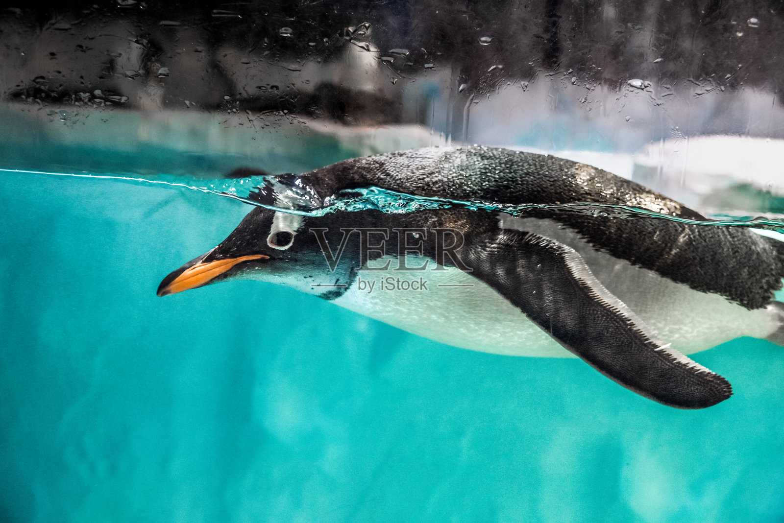 动物园里的企鹅。道德和对动物的爱。照片摄影图片