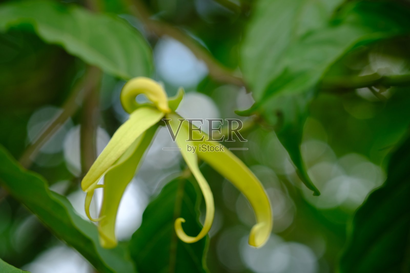 人们种植的依兰主要有两种，即卡南加依兰和依兰依兰。衣兰odorata。照片摄影图片