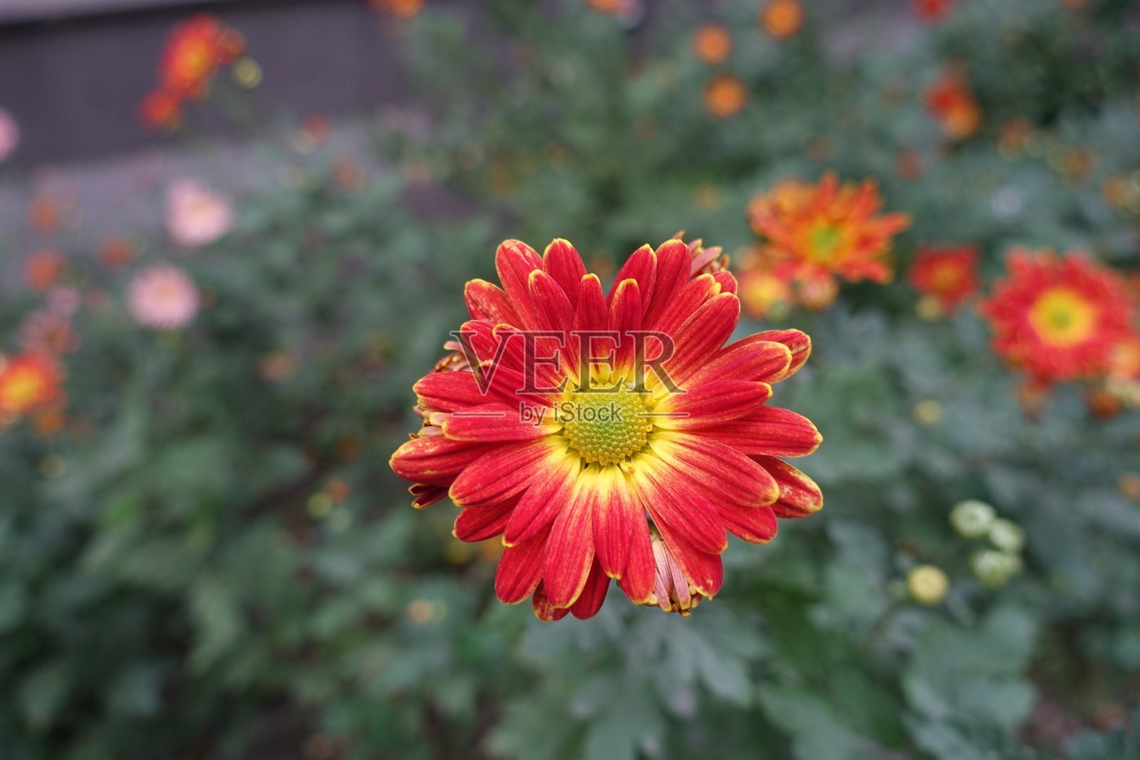 十月的菊花，鲜艳的红黄相间照片摄影图片