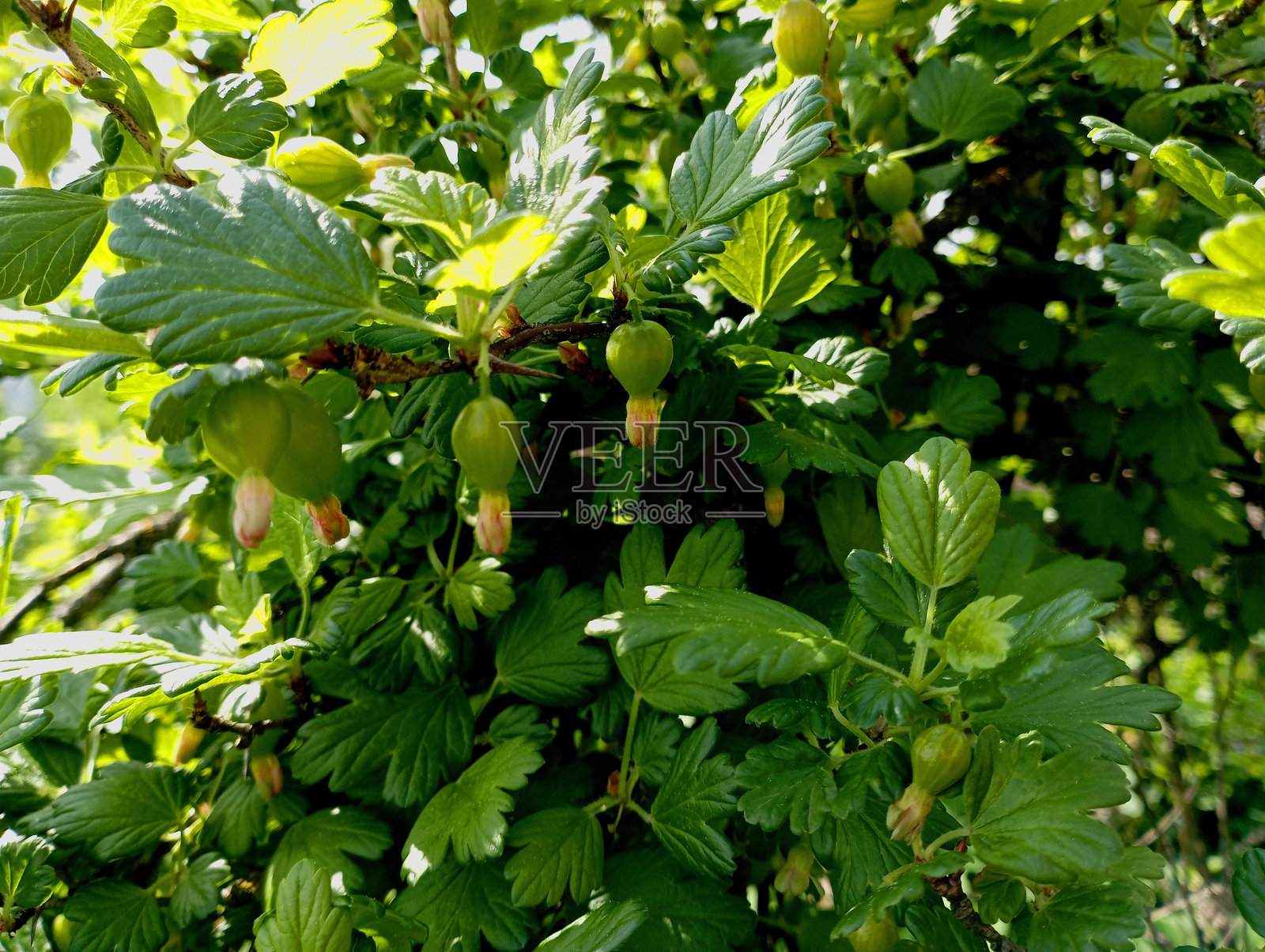春天，花园里的绿叶中，荆棘丛树枝上未成熟的绿色醋栗的纹理。园艺和种植浆果。灌木上未成熟的醋栗果实。照片摄影图片