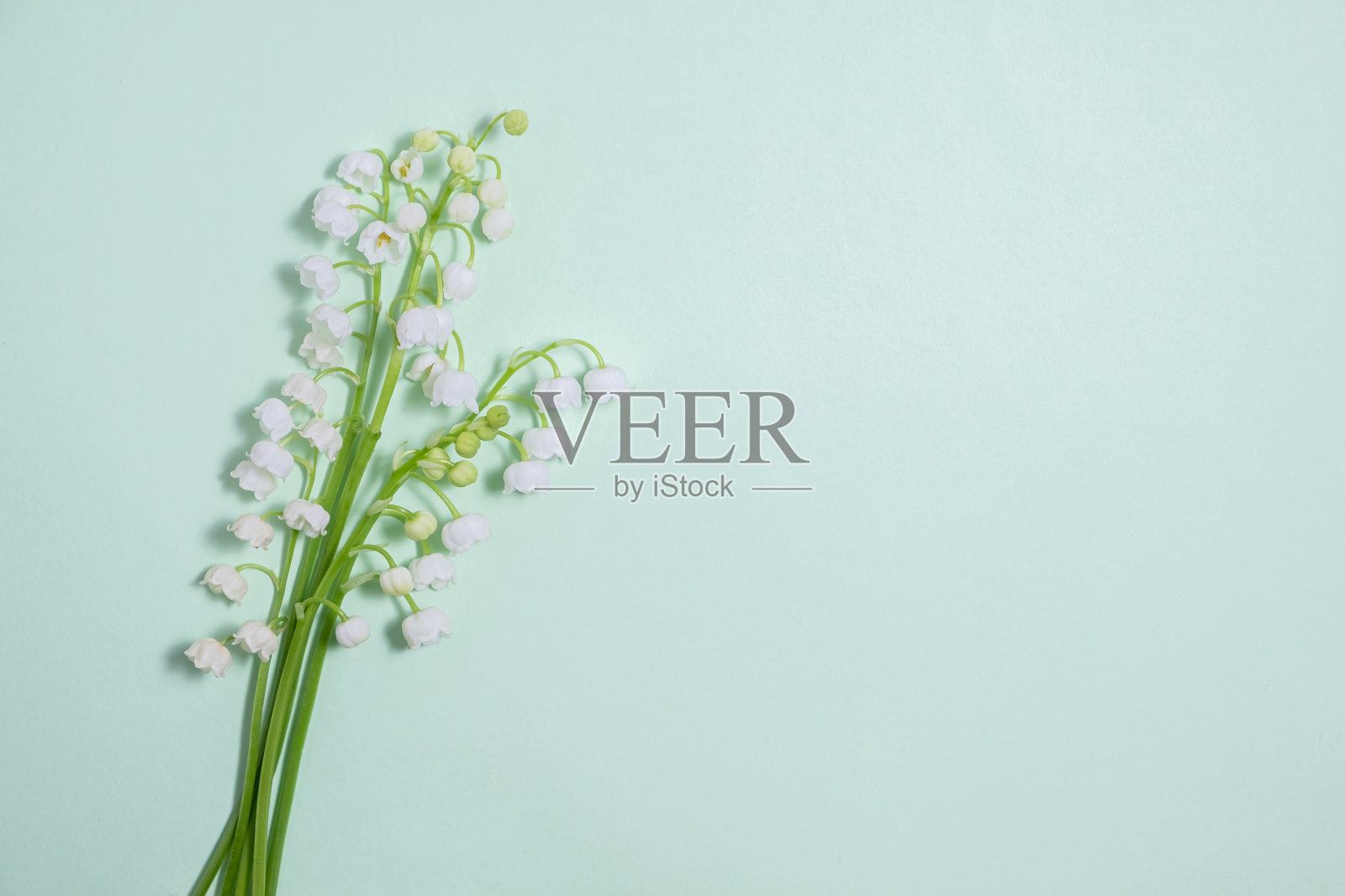 山谷里的百合花在淡绿色的背景上平躺着。俯视图和复制空间照片摄影图片