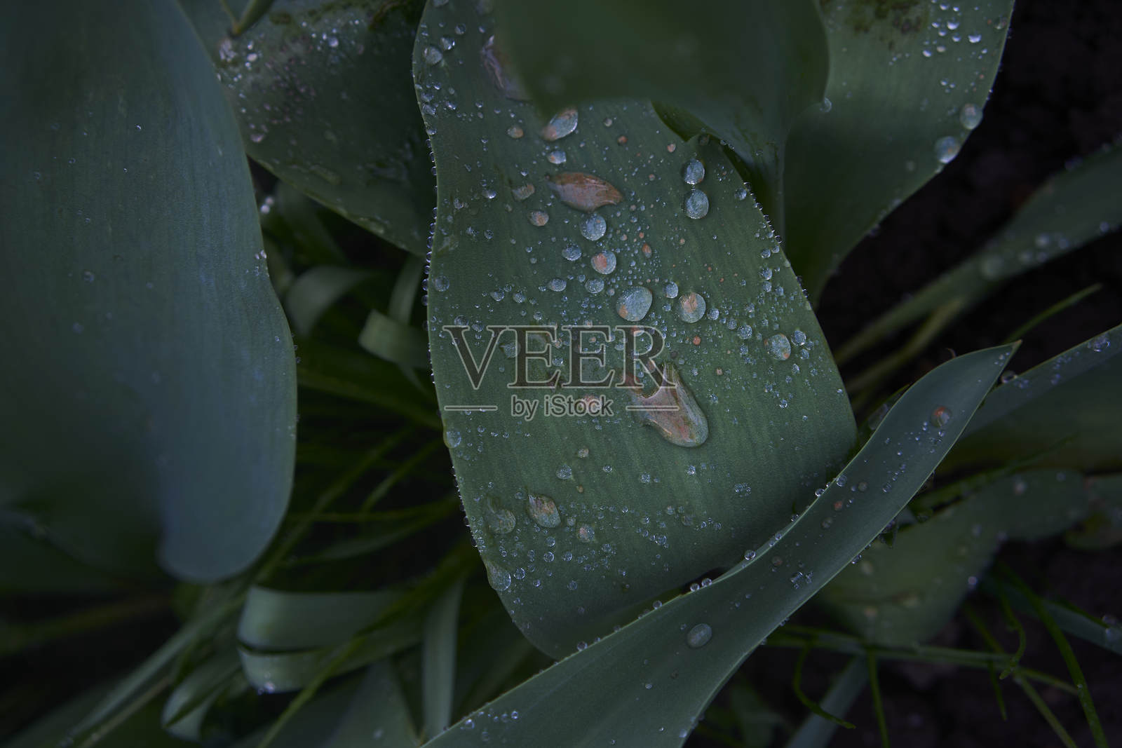 雨后又长又宽的叶子上的水滴照片摄影图片