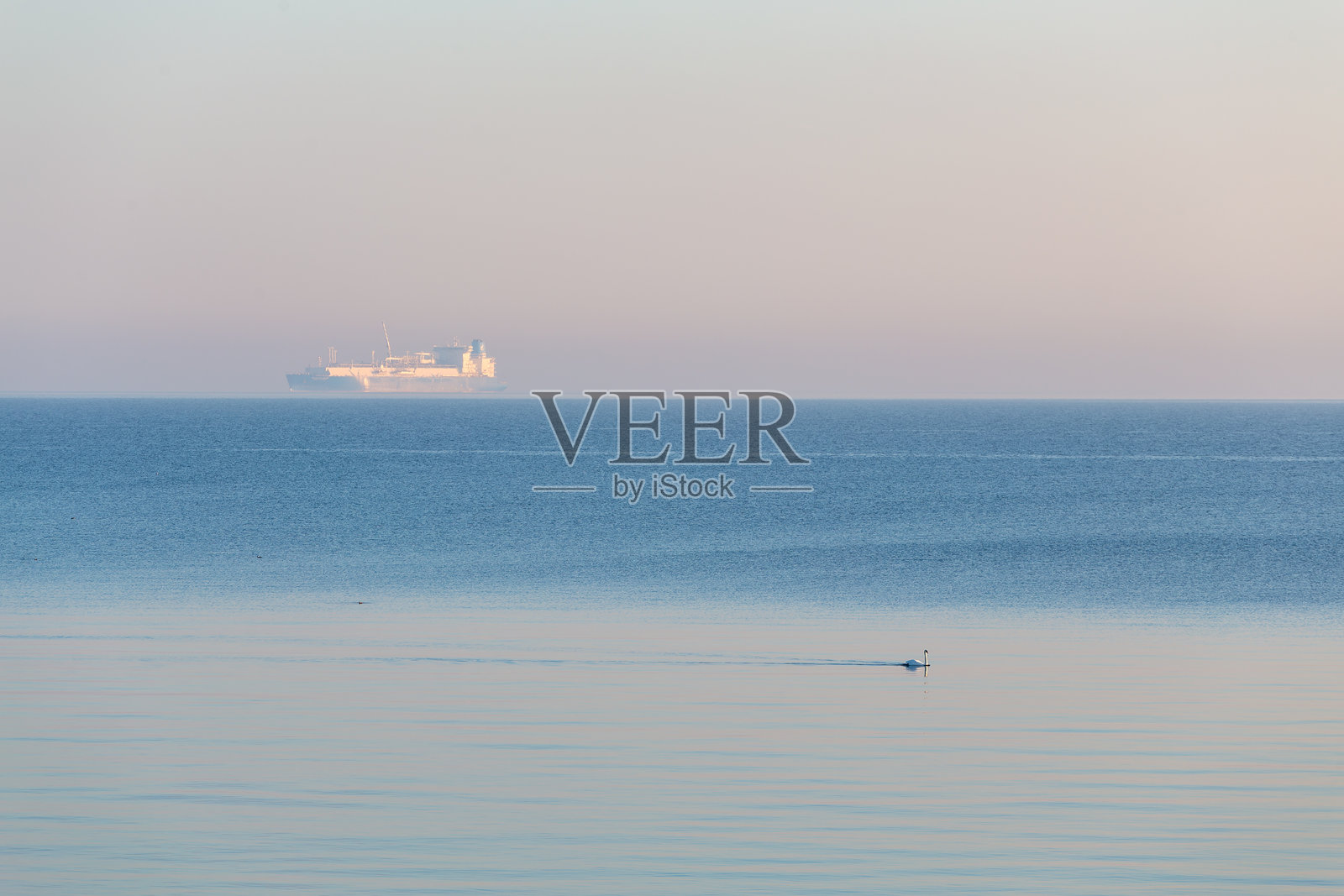 船在海上，天鹅在平静中简约照片摄影图片