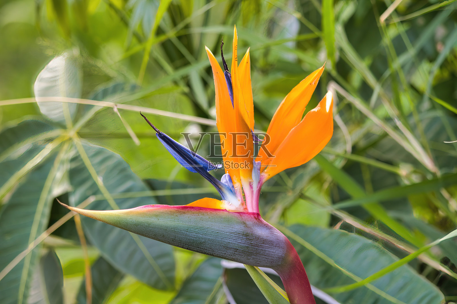 天堂鸟植物明亮的颜色和棱角分明的形状。照片摄影图片