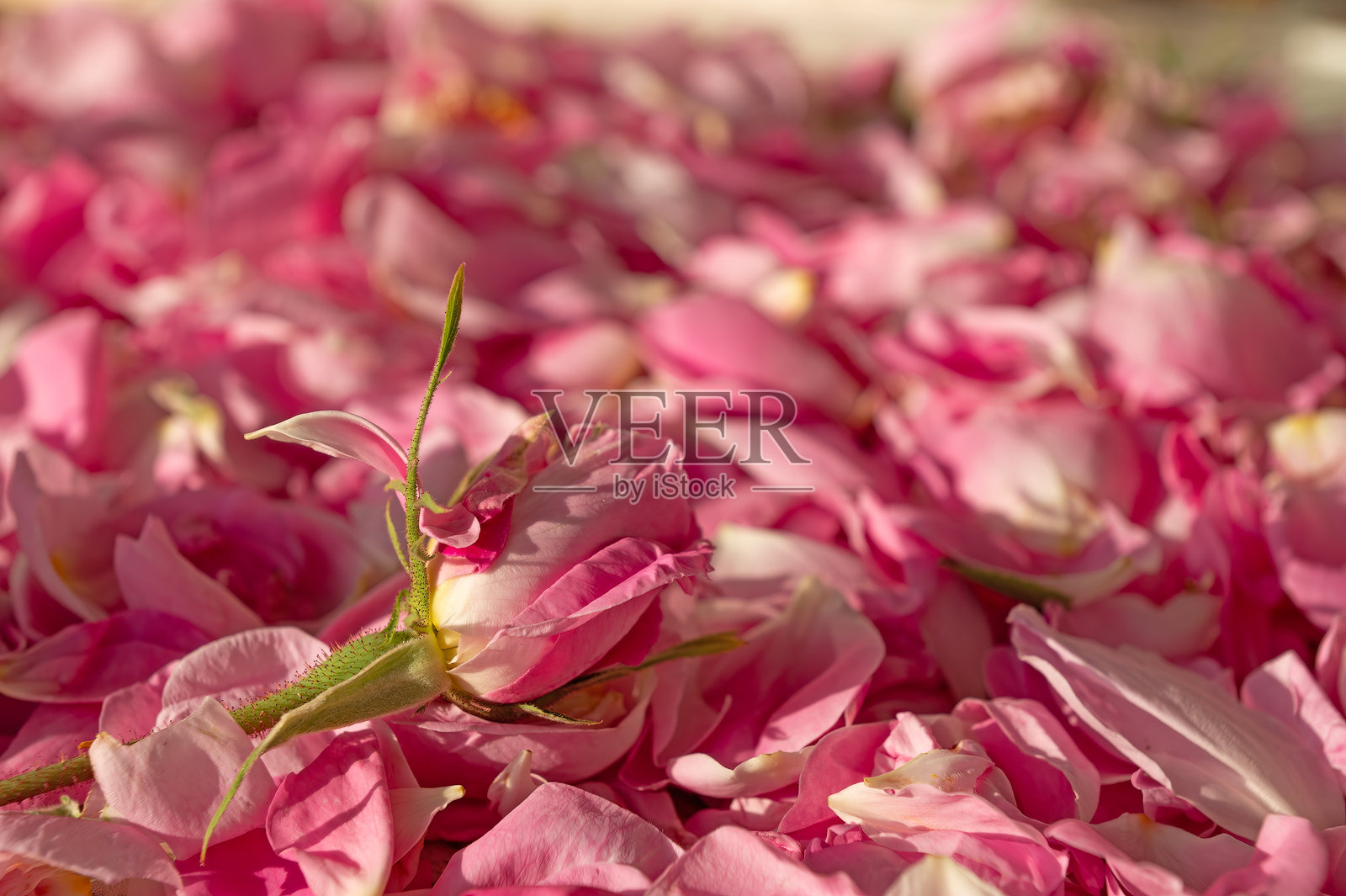 粉色玫瑰的收获是为了提取水和油。Isparta,土耳其。照片摄影图片