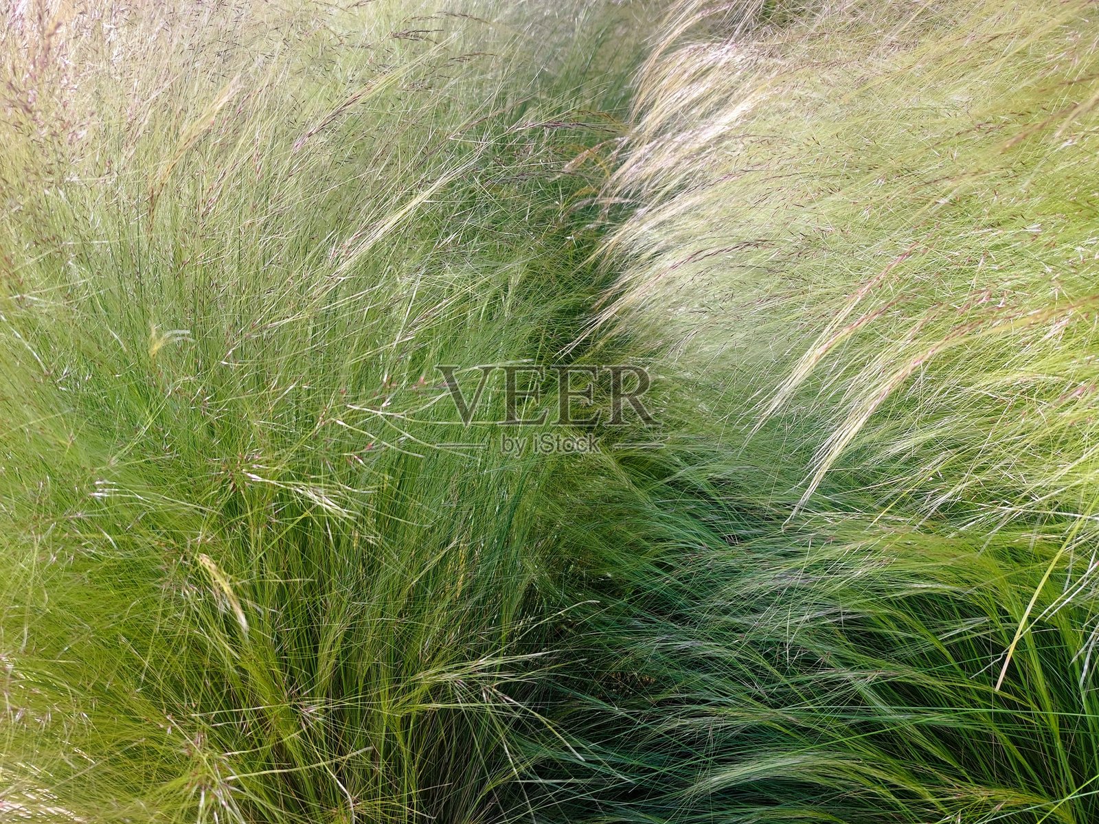 绿色和金色的草照片摄影图片