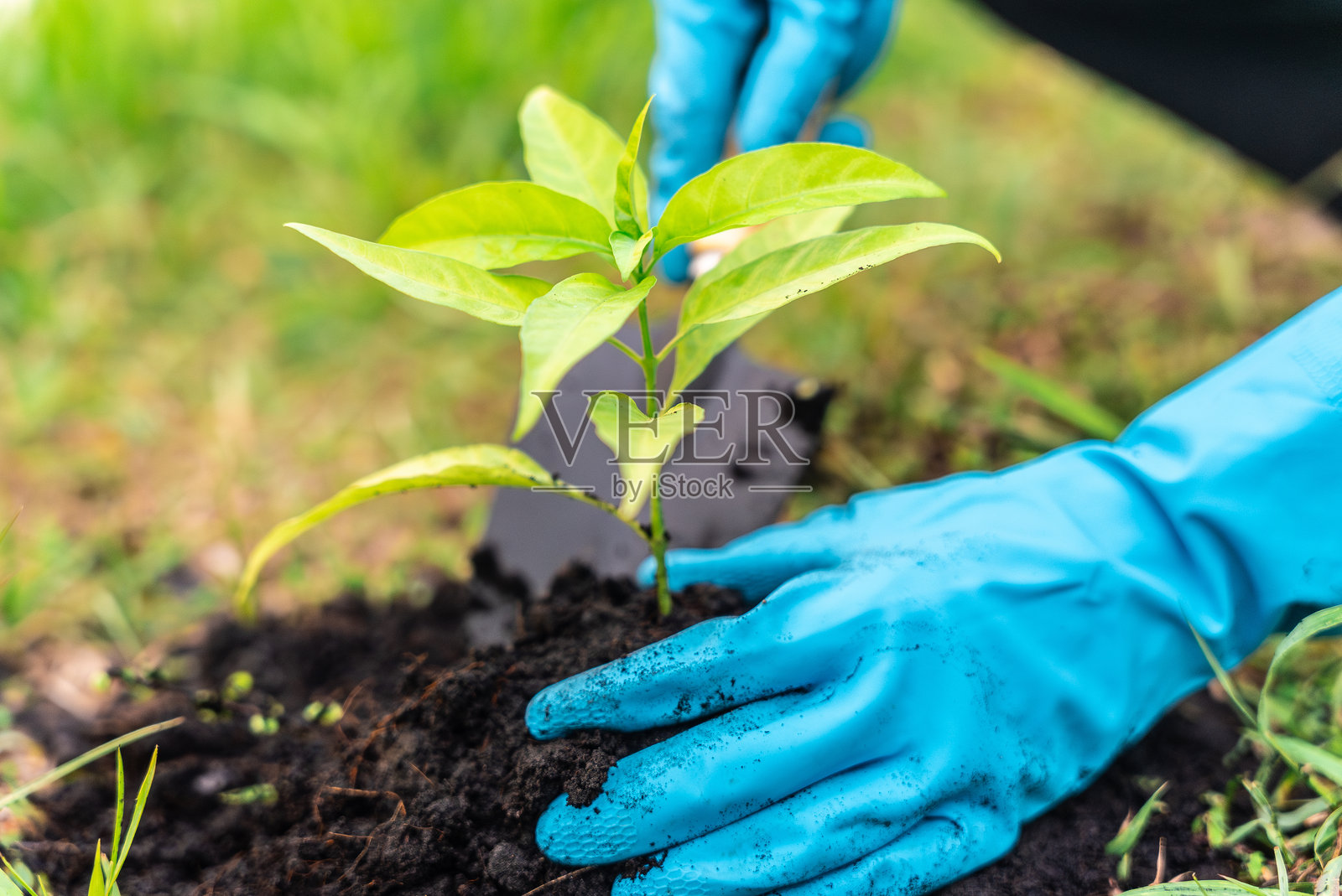 近距离志愿者植树。世界环境日的概念，社区服务和志愿团体为可持续发展的环境。气候变化，全球关怀。照片摄影图片