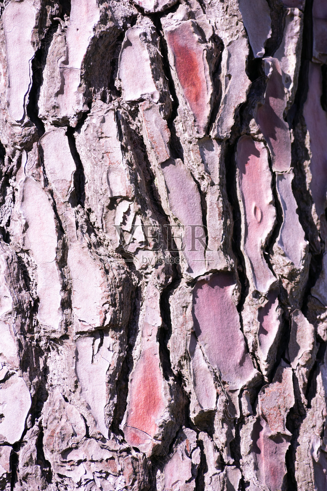 松皮的纹理和图案照片摄影图片