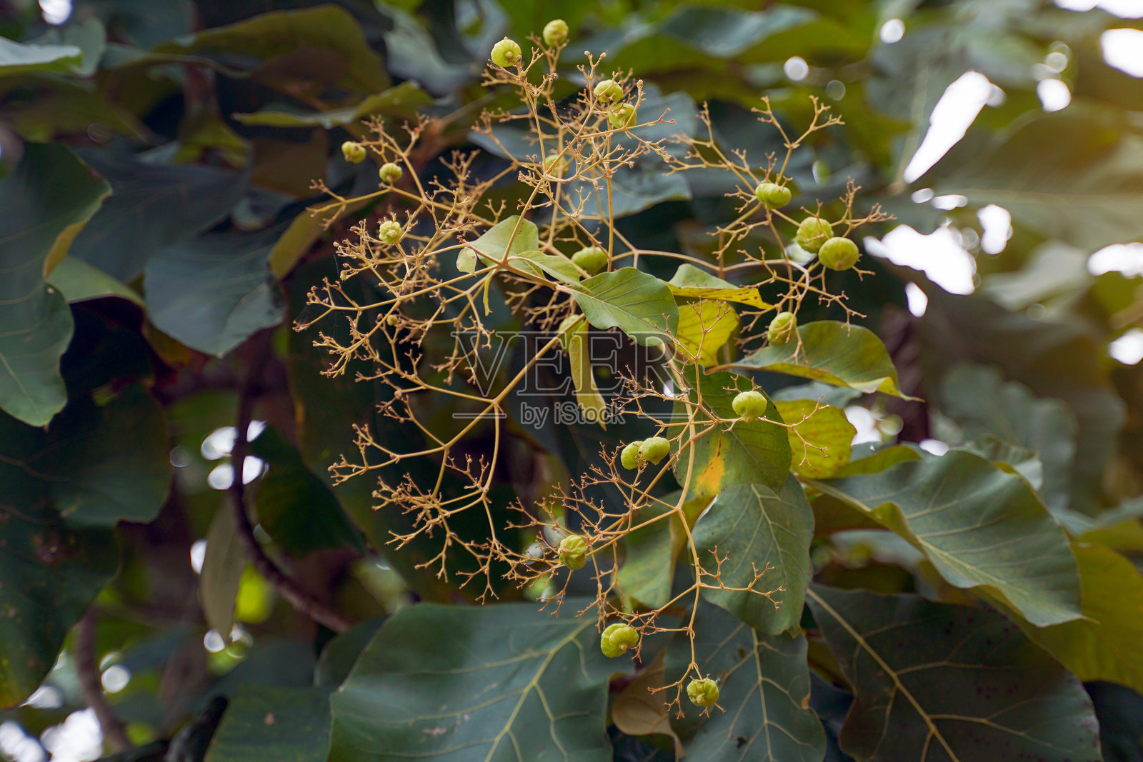 柚木植物的生果实和叶子。柔和和选择性聚焦。照片摄影图片