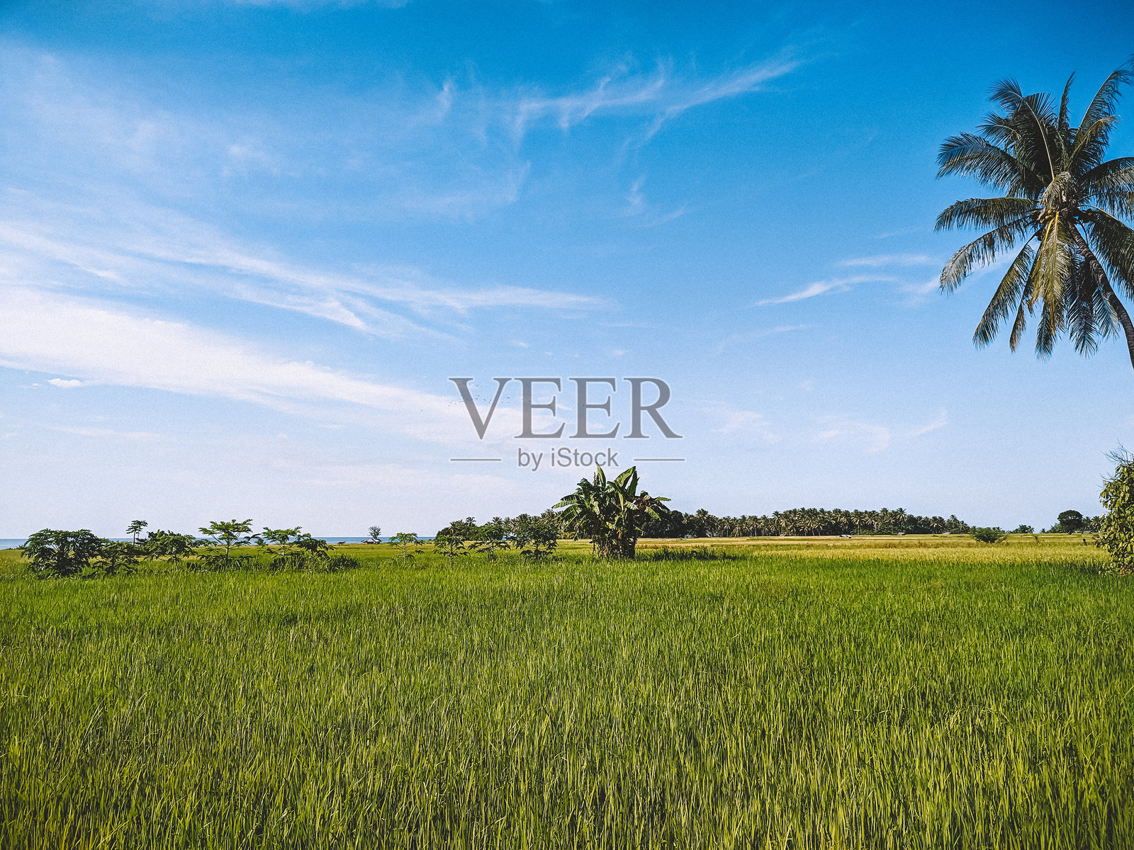 稻田的景色很美，天空也很晴朗。郁郁葱葱的稻田照片摄影图片