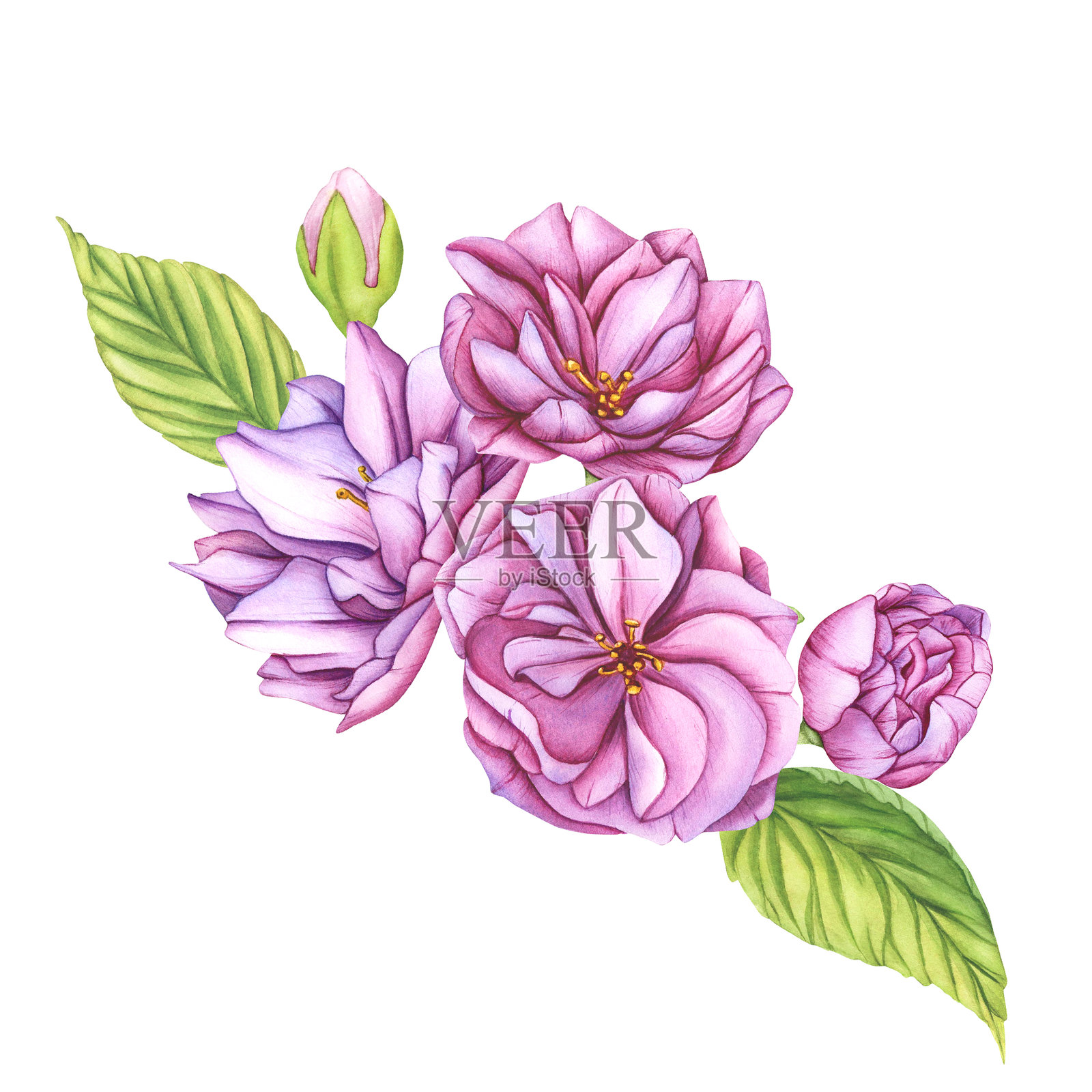 粉红色的樱花花束。水彩插图樱花花瓣。日本樱花植物插图。手绘樱花花蕾和花瓣。孤立的插画图片素材