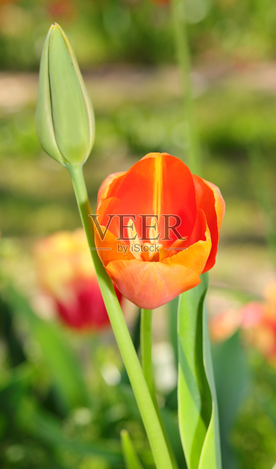 闭合的芽和橙色郁金香花在春天照片摄影图片