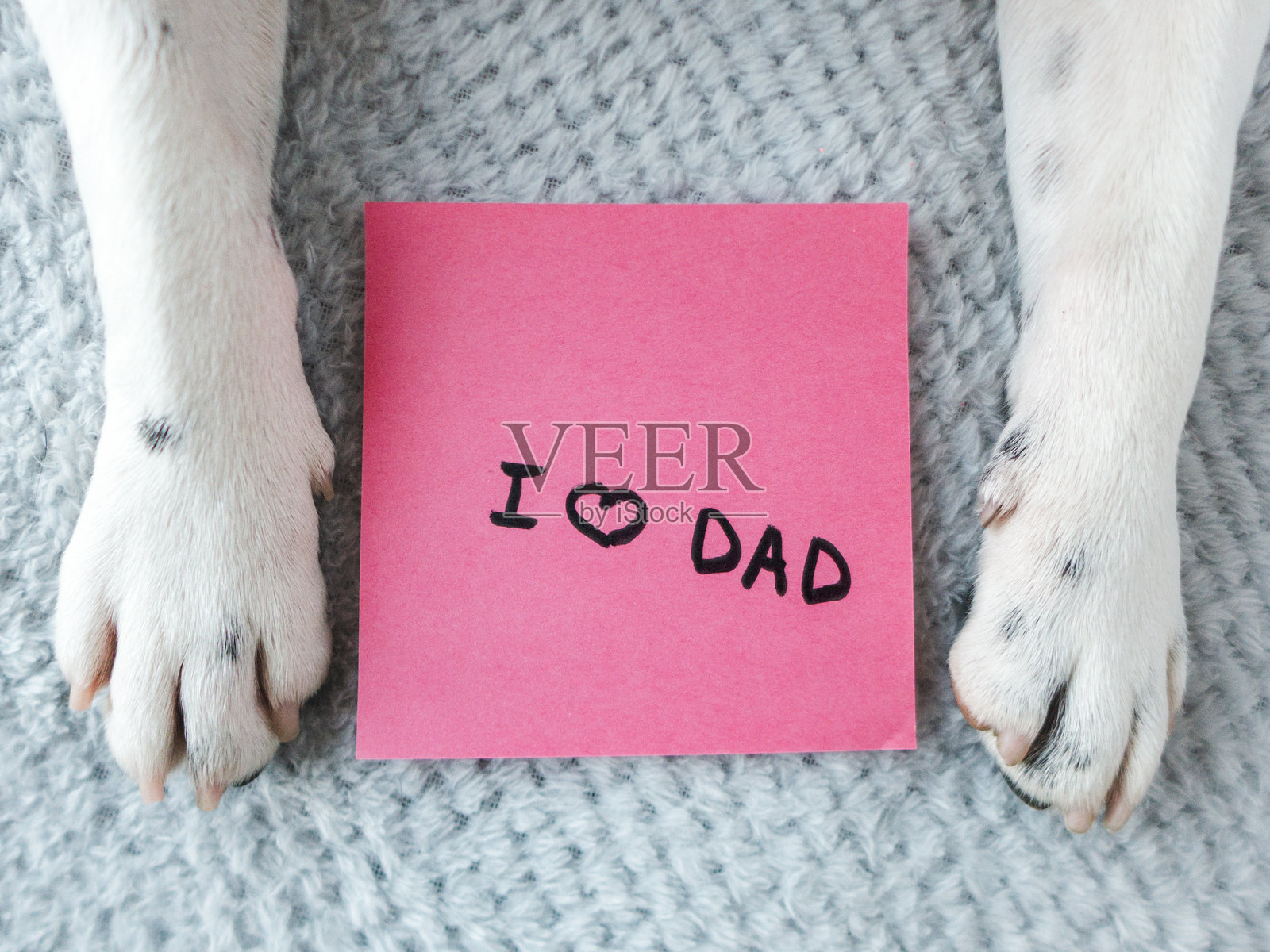 精美礼盒、狗爪与字条照片摄影图片