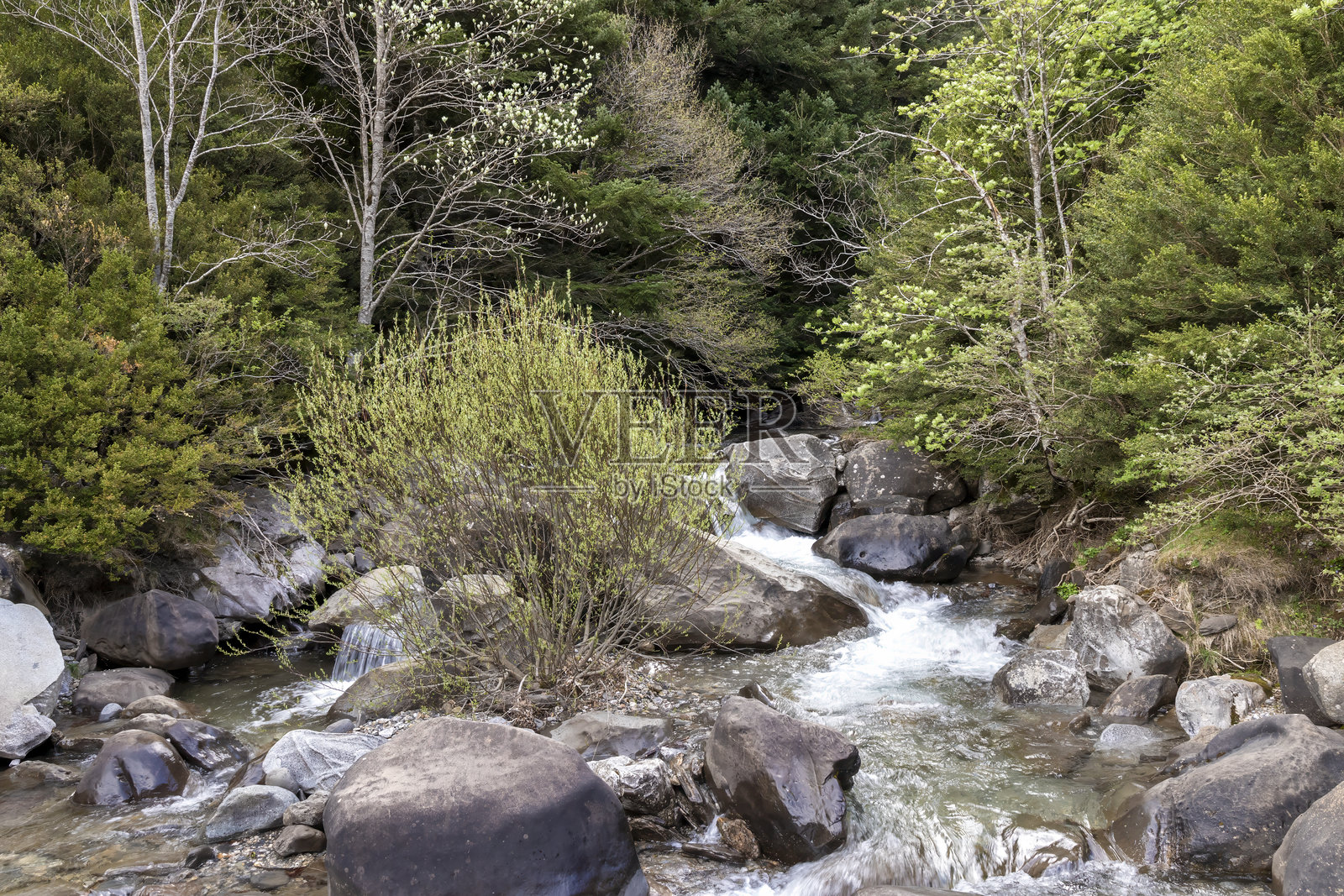 一个宁静的场景，有一条流过岩石的小溪，周围是郁郁葱葱的绿色植物和树木照片摄影图片
