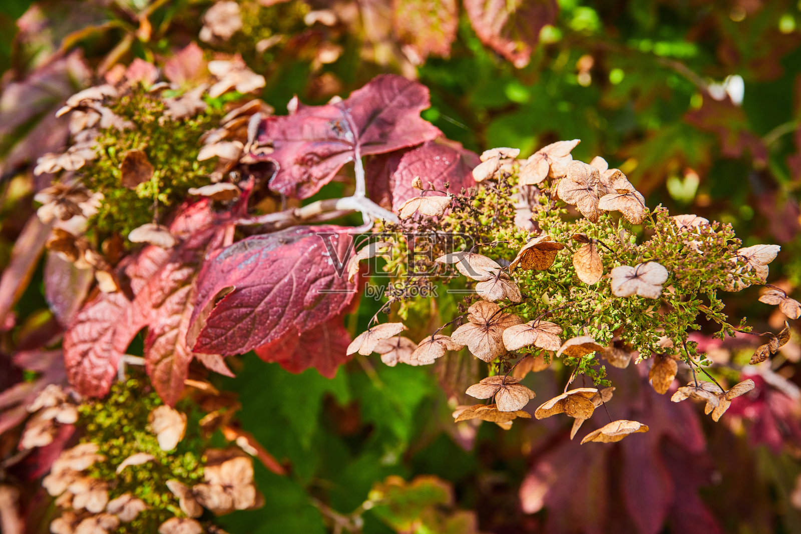秋天在大自然的过渡-充满活力的叶子和干花特写照片摄影图片