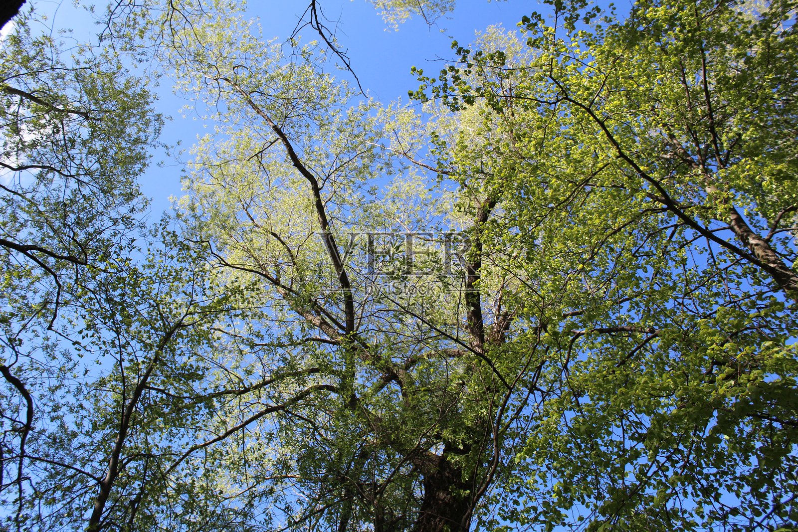 春天的树有绿色的叶子和蓝色的天空和太阳，特写照片从下面照片摄影图片