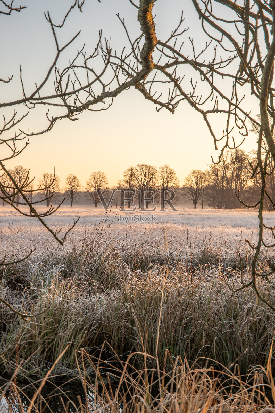 冬季的草地和静止水面，阳光下的冰晶和温暖色调。自然保护区，法兰克福，黑森州。照片摄影图片