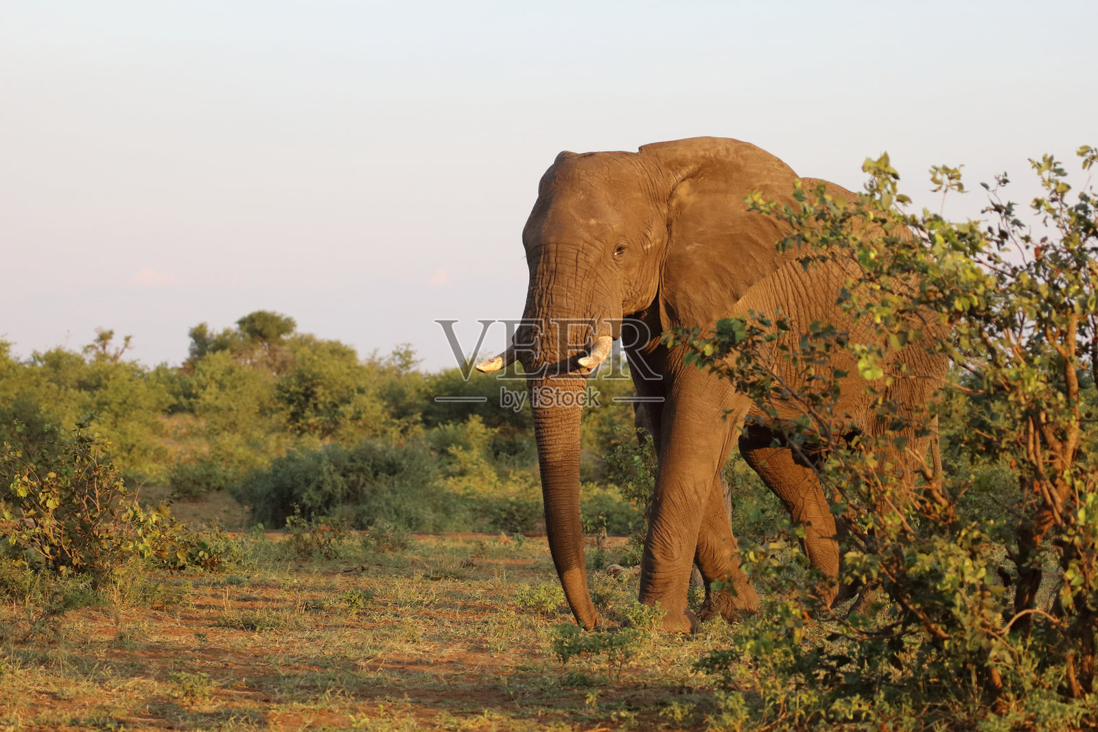 非洲象 / African elephant / Loxodonta africana照片摄影图片