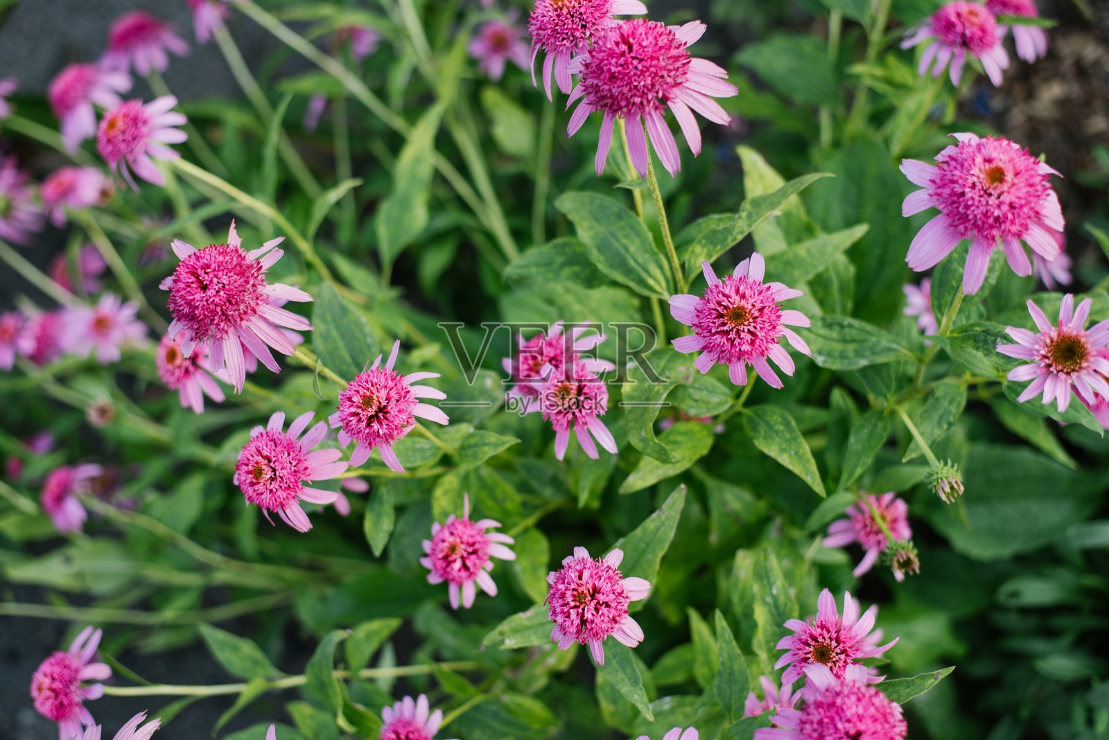 花园中的紫锥花（Echinacea purpurea Razzmatazz）粉色花朵照片摄影图片