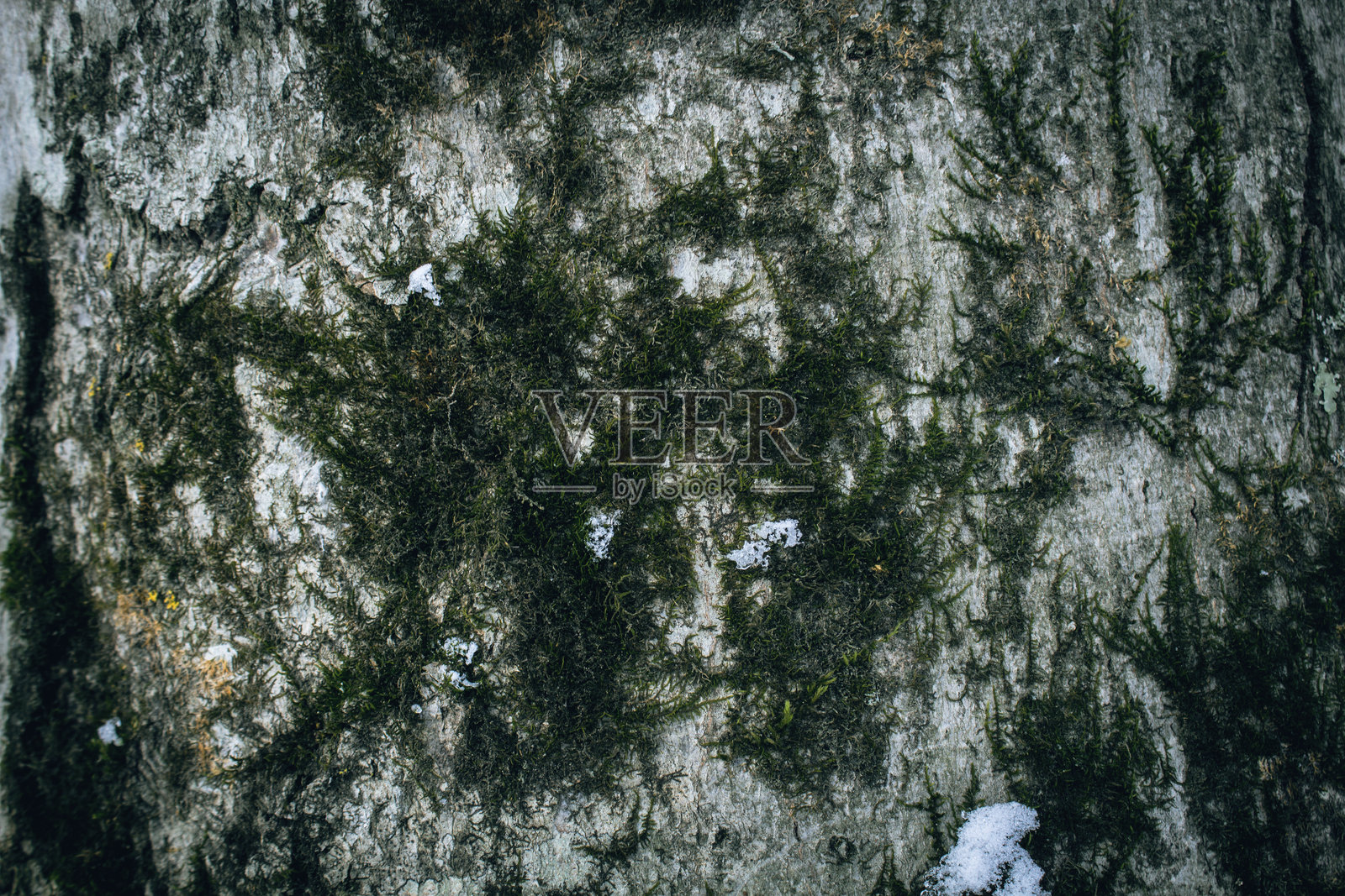 树干上的苔藓作为背景照片摄影图片