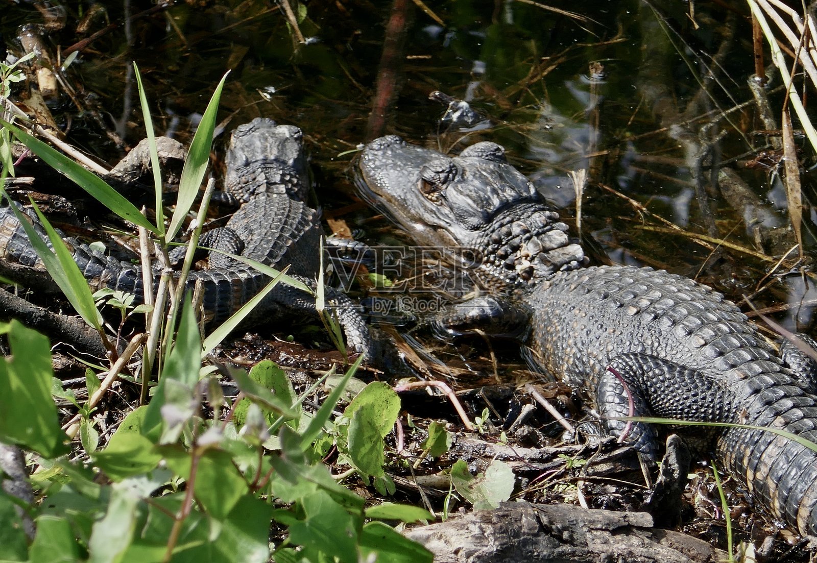 美洲鳄与一只小鳄鱼照片摄影图片