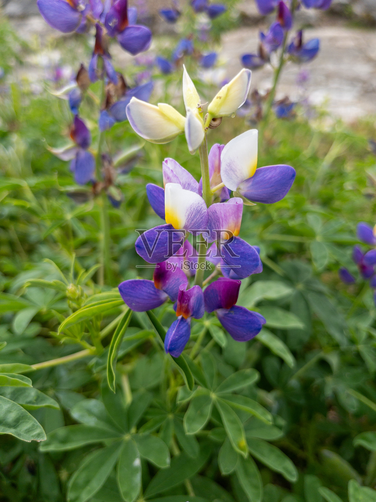 自然植物与花朵。照片摄影图片
