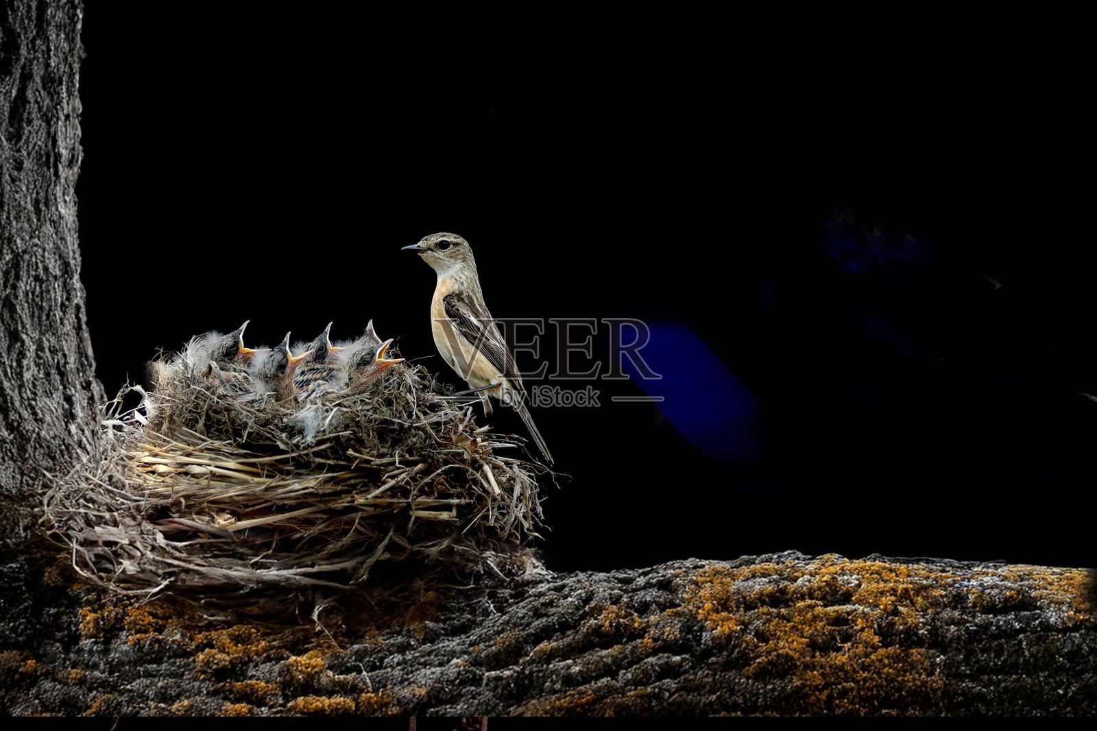 树枝上的麻雀与雏鸟照片摄影图片