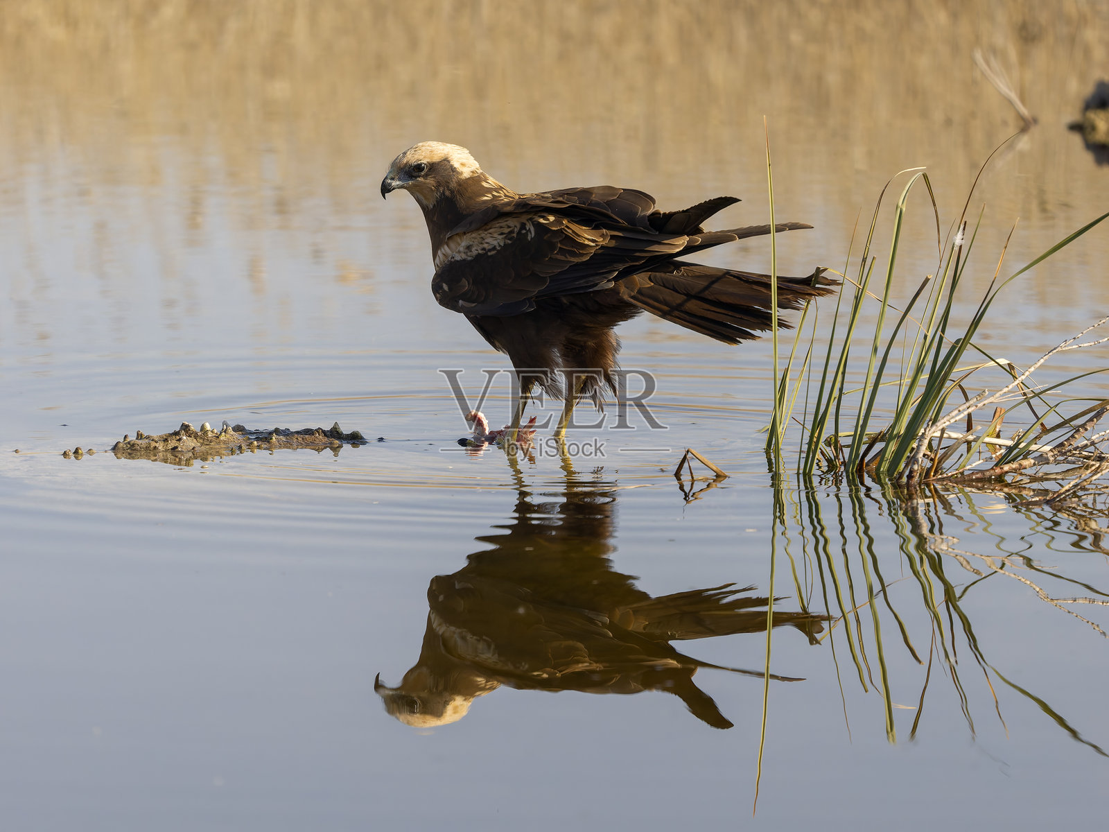 沼泽苍鹰，Circus aeruginosus照片摄影图片