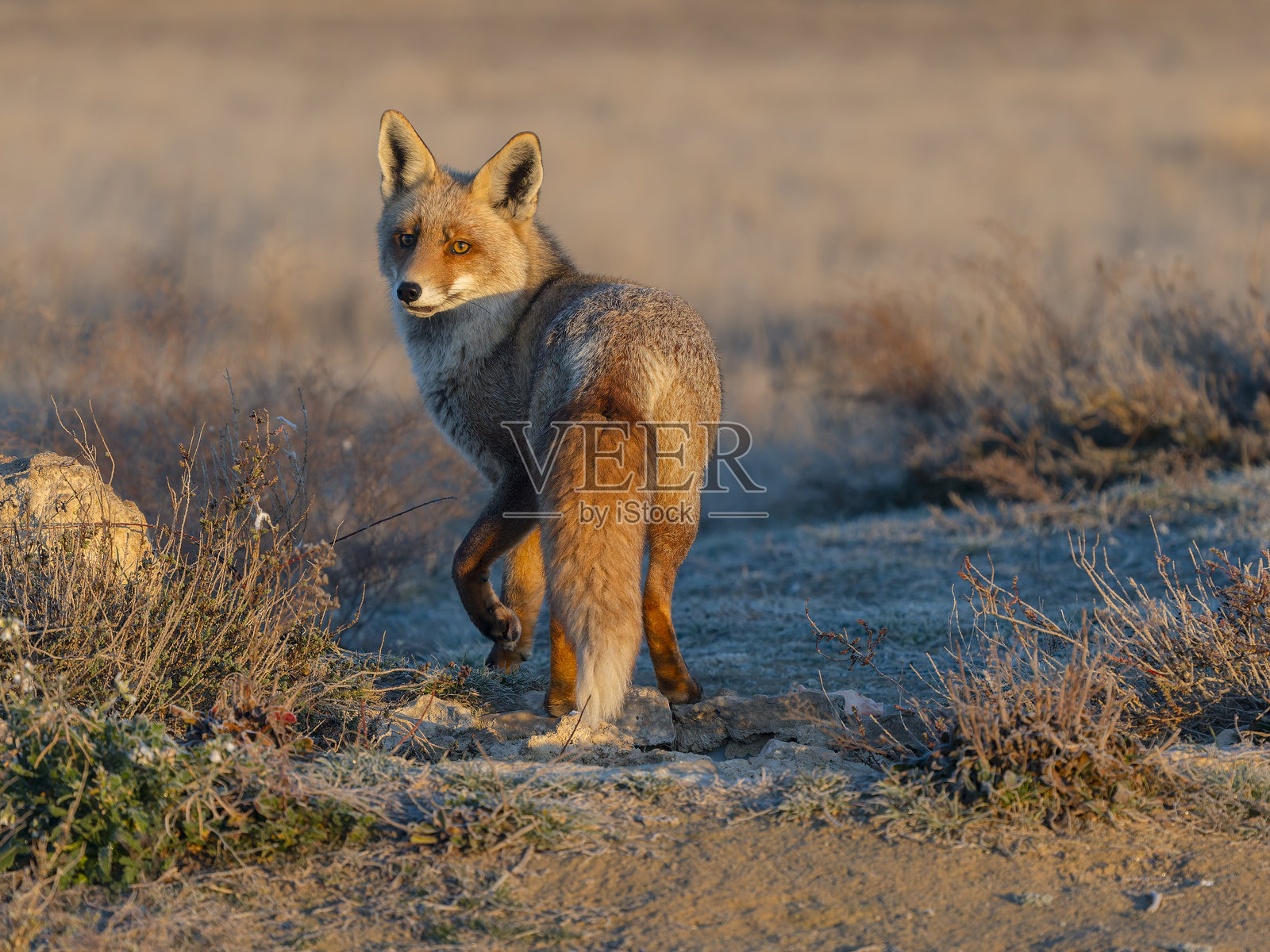 红狐，Vulpes vulpes照片摄影图片