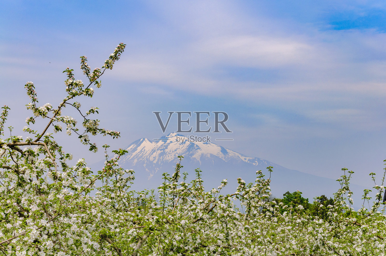 苹果花与岩木山。日本青森。照片摄影图片