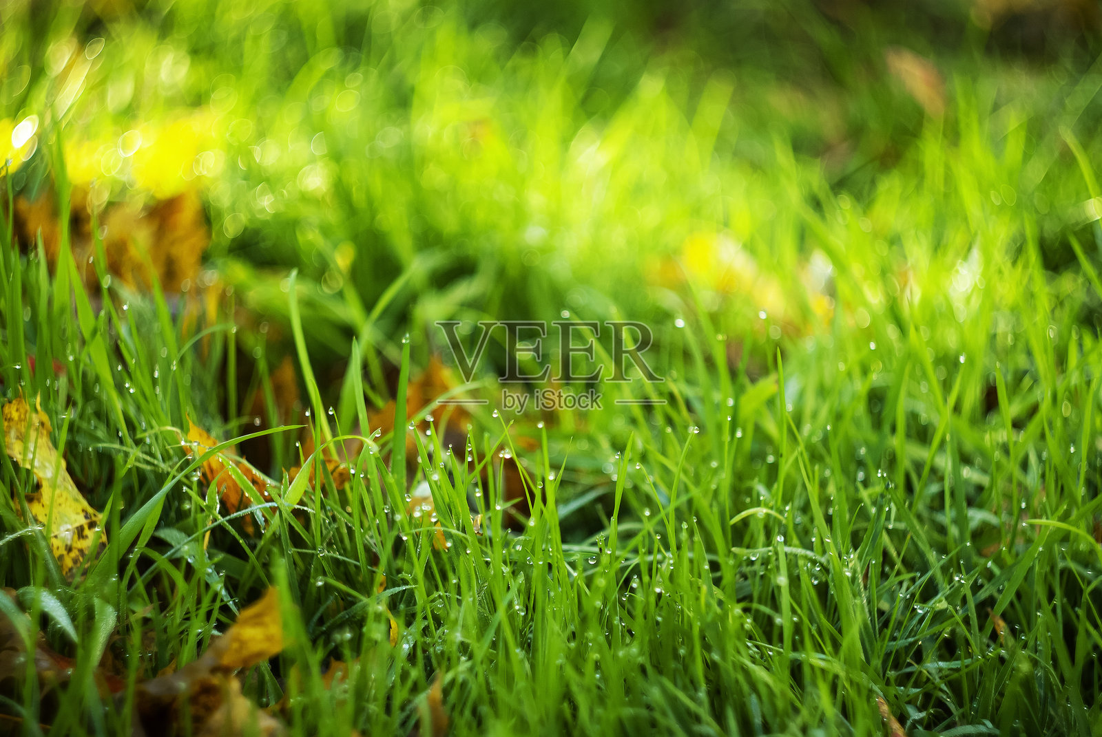 初秋时节，生机勃勃的公园里，露珠在晨光中闪耀的郁郁葱葱的绿草。照片摄影图片