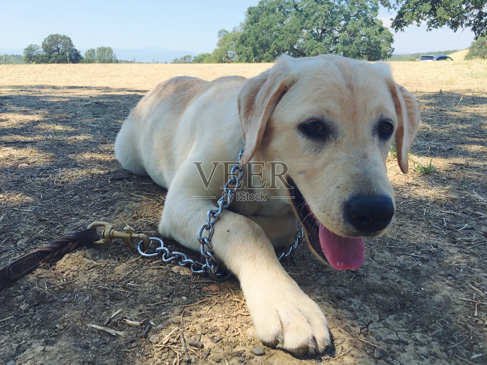 实验室小狗照片摄影图片