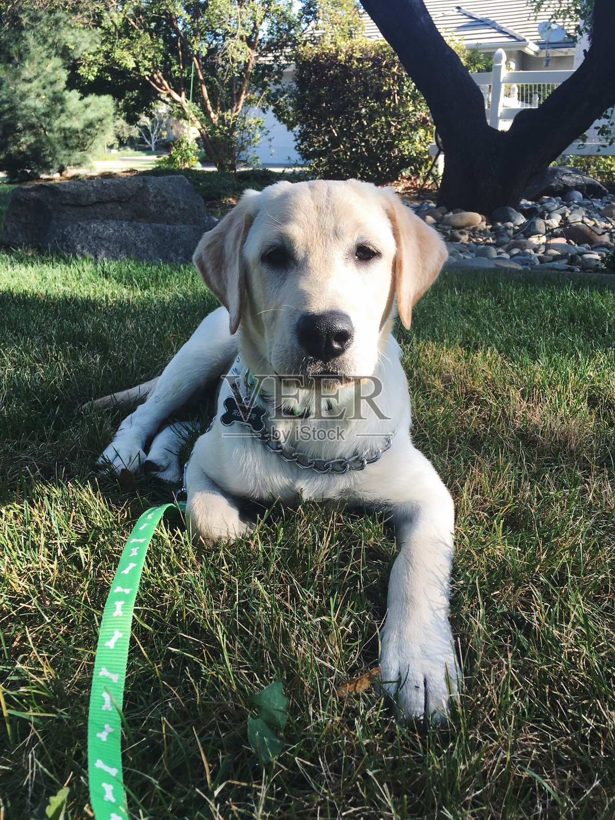 实验室小狗照片摄影图片