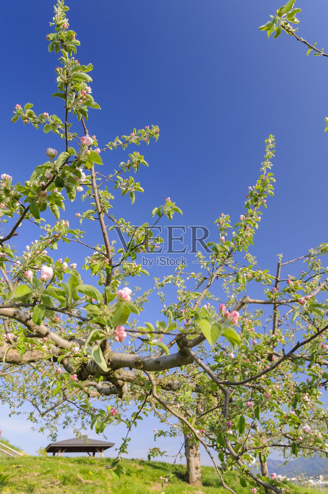 苹果花在春天盛开。日本青森照片摄影图片