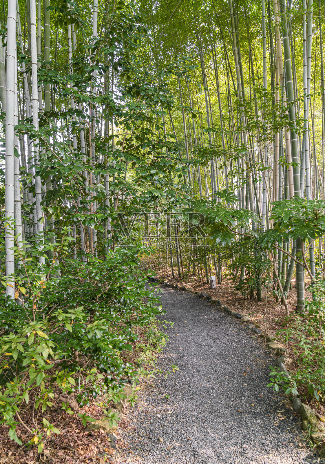 日本京都的岚山竹林照片摄影图片
