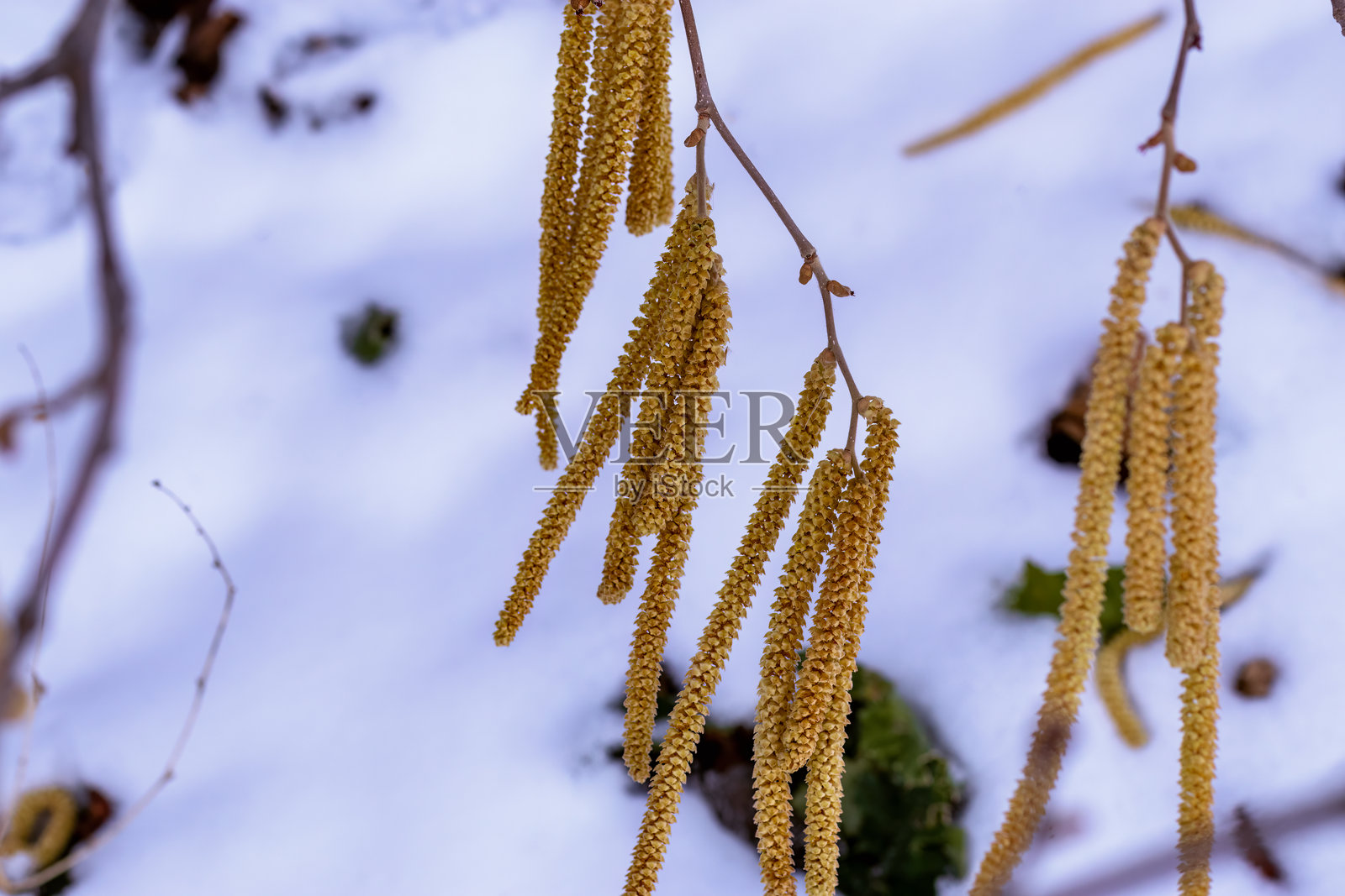 华丽的榛子花序。榛子（Corylus avellana）。背景是被雪覆盖的区域。照片摄影图片