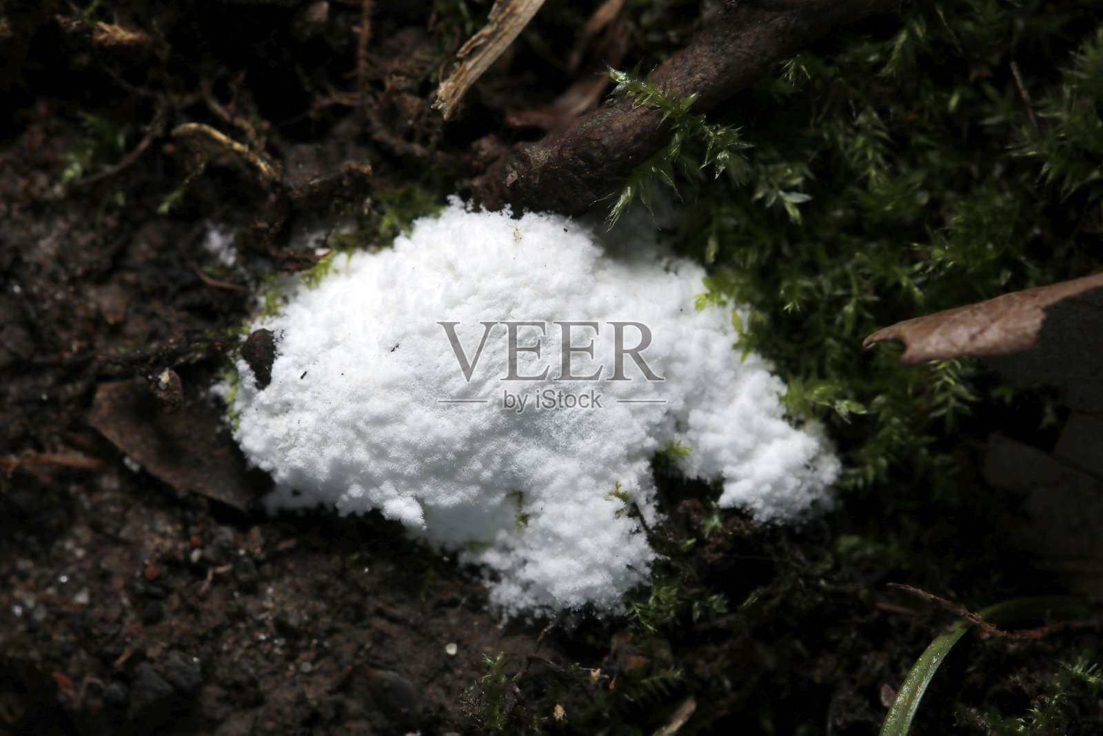 白色海绵状的本土真菌生长在阴暗潮湿的苔藓森林土壤中（自然科学特写微距摄影）照片摄影图片