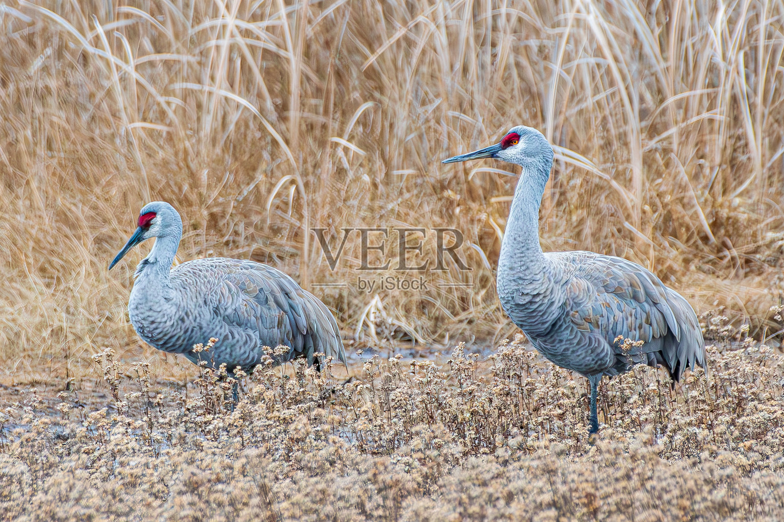 一对沙丘鹤在沼泽中照片摄影图片